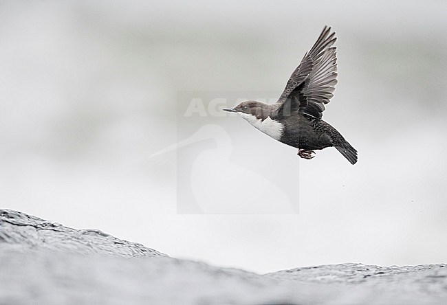 Dipper (Cinclus cinclus) Kuusamo, Finland January 2018 stock-image by Agami/Markus Varesvuo,