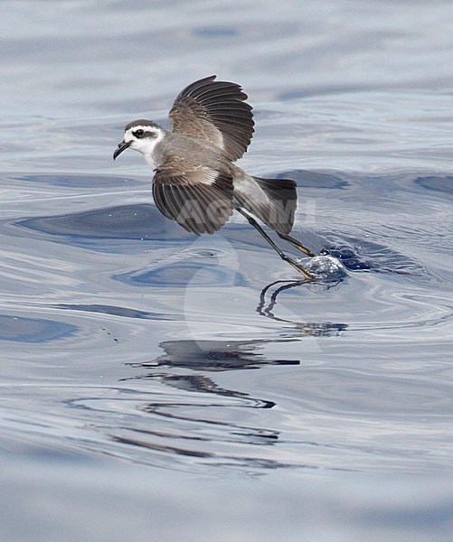 Bont Stromvogeltje in vlucht, White-faced Storm-Petrel in flight stock-image by Agami/Mike Danzenbaker,