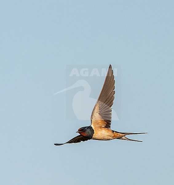 Barn Swallow, Hirundo rustica, in the Netherlands. stock-image by Agami/Marc Guyt,