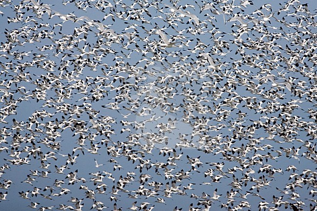 Pied Avocet flock flying; Kluut groep vliegend stock-image by Agami/Marc Guyt,