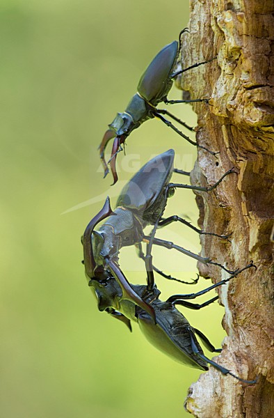 Vechtende Vliegend hert mannetjes, Fighting males Stag beetle stock-image by Agami/Rob de Jong,