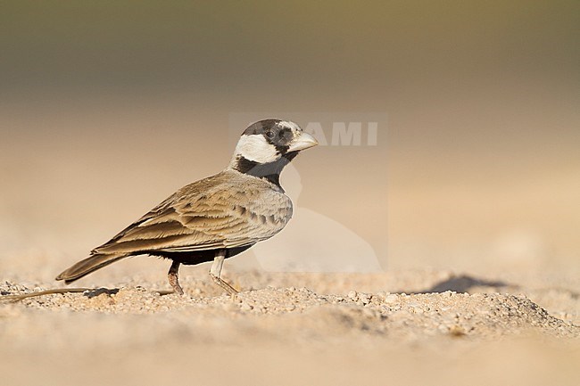 Eastern Black-crowned Sparrow-Lark - Weissstirnlerche - Eremopterix nigriceps ssp. melanauchen, Sultanate of Oman, adult male stock-image by Agami/Ralph Martin,