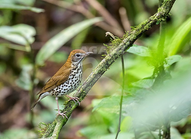 Wood Thrush( Hylocichla mustelina) during spring migration in Costa Rica. stock-image by Agami/Pete Morris,