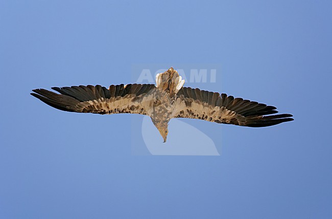 Onvolwassen Aasgier in de vlucht; Immature Eqyptian Vulture in flight stock-image by Agami/Markus Varesvuo,