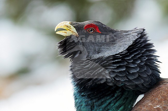 Western Capercaillie (Tetrao urogallus rudolfi) in mountain forest in Bulgaria. stock-image by Agami/Marc Guyt,