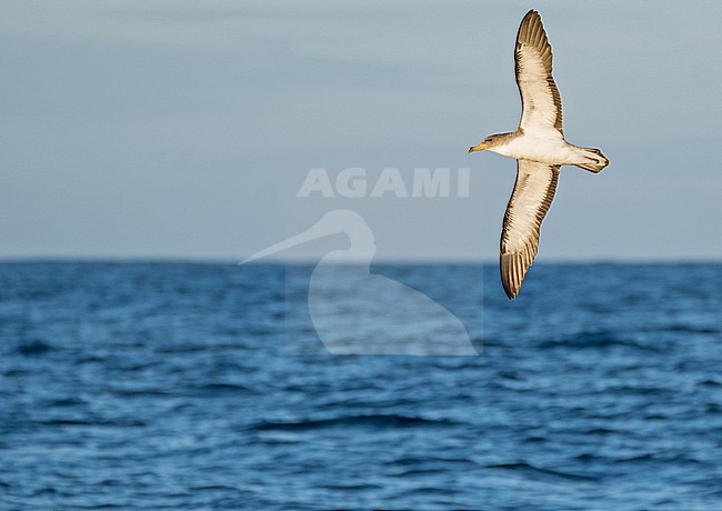 Cory's shearwater (Calonectris borealis) on the Azores archipelago, Portugal. stock-image by Agami/Pete Morris,