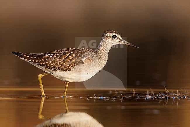 Bosruiter, Wood Sandpiper, Tringa glareola Greece, 1st cy stock-image by Agami/Ralph Martin,
