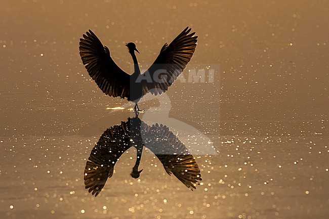 Snowy Egret (Egretta thula) hunting in morning light in Florida USA. stock-image by Agami/Marcel Burkhardt,