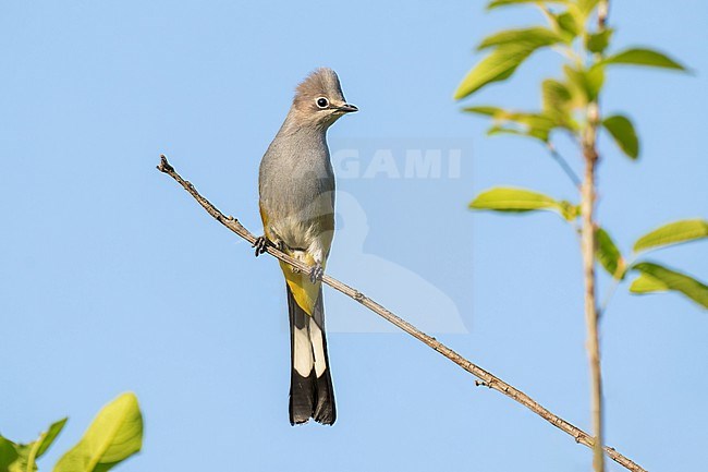Adult
Nuevo Leon, Mexico
May 2022 stock-image by Agami/Brian E Small,