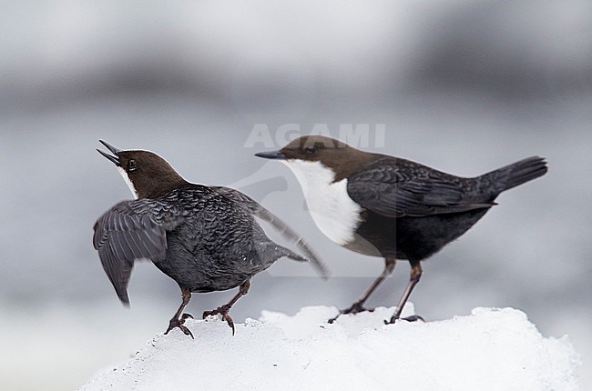 Dipper (Cinclus cinclus) Kuusamo Finland March 2015 stock-image by Agami/Markus Varesvuo,