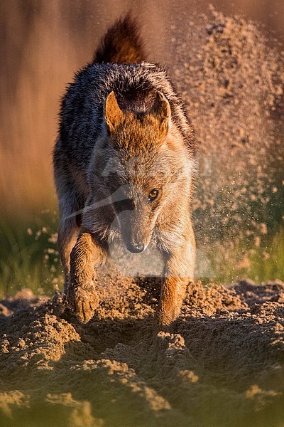 Eurasian Golden Jackal (Canis aureus moreoticus) in the Danube delta in Romania. stock-image by Agami/Oscar Díez,
