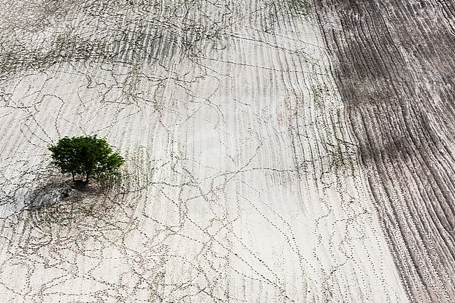 Aerial of a lone tree growing in a sandy area, surrounded by cattle tracks. Maun, Okavango Delta, Botswana. stock-image by Agami/Sergio Pitamitz,