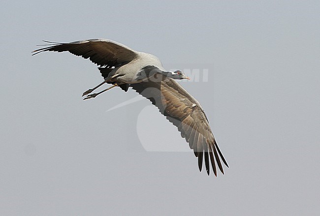 Jufferkraanvogel in vlucht; Demoiselle Crane (Anthropoides virgo) in flight stock-image by Agami/James Eaton,