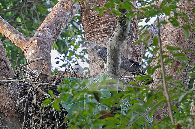 Crested Eagle (Morphnus guianensis) at its nest in Panama. stock-image by Agami/Pete Morris,