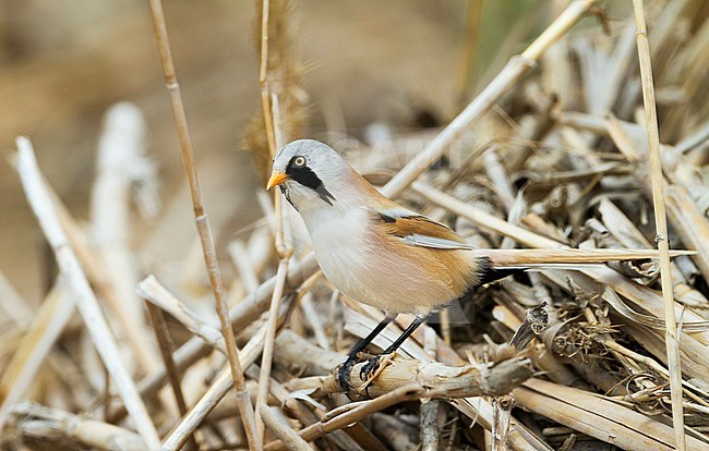 Eastern Bearded Reedling (Panurus biarmicus russicus), Kazakhstan, adult male perched in reed. stock-image by Agami/Ralph Martin,