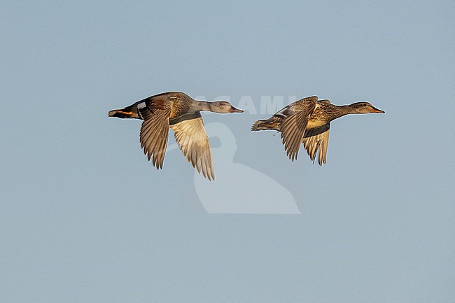 Gadwall (Mareca strepera), side view of a couple in flight, Northeastern Region, Iceland stock-image by Agami/Saverio Gatto,