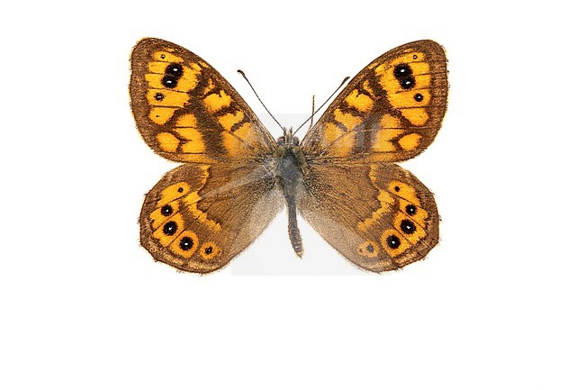 Wall Brown, Argusvlinder, Lasiommata megera stock-image by Agami/Wil Leurs,