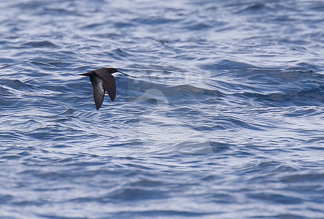 Heinroth's shearwater (Puffinus heinrothi) at sea around the Bismarck Archipelago and northern Solomon Islands. stock-image by Agami/Dani Lopez-Velasco,