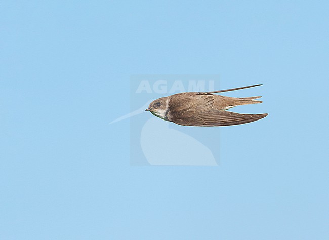 Adult Sand Martin (Riparia riparia) on migration flying in blue sky, in sideview, showing upperparts stock-image by Agami/Ran Schols,