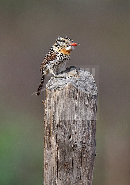 Spot-backed Puffbird (Nystalus maculatus maculatus) perched on wooden pole in Brazil. stock-image by Agami/Andy & Gill Swash ,