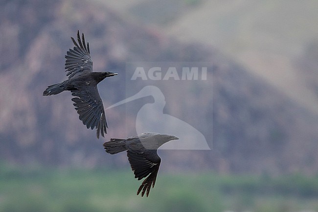 Common Raven (Corvus corax ssp. corax), Russia (Baikal), adult in flight stock-image by Agami/Ralph Martin,
