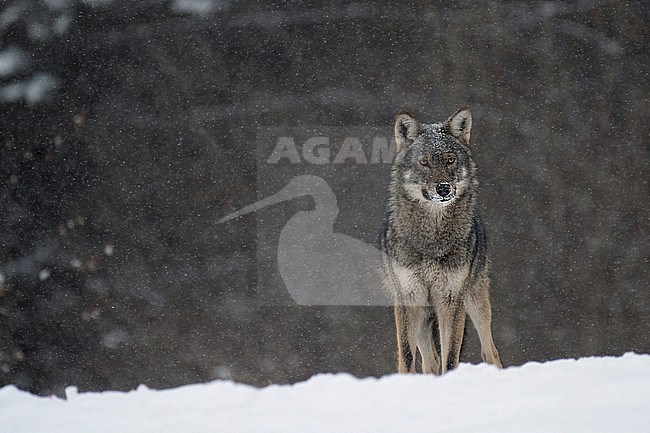 Wolf in snow covered forest in Poland stock-image by Agami/Han Bouwmeester,