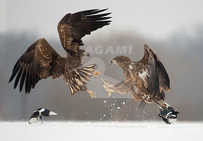 Zeearenden vechtend in de sneeuw, White-tailed Eagles fighting in the snow stock-image by Agami/Danny Green,