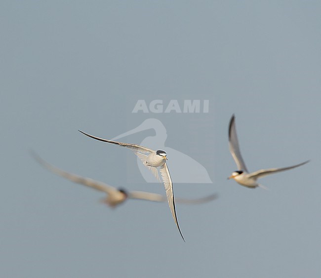 Summer plumaged Little Tern, Sternula albifrons, along the Dutch coast at Katwijk. stock-image by Agami/Marc Guyt,