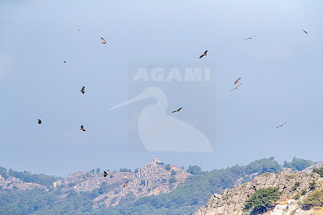 Group of Griffon Vultures (Gyps fulvus) soaring over hillside in the Extremadura, Spain. stock-image by Agami/Marc Guyt,