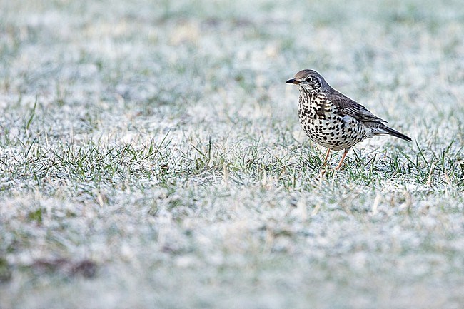 Mistle Thrush - Misteldrossel - Turdus viscivoruss ssp. viscivorus, Germany (Baden-Württemberg), adult stock-image by Agami/Ralph Martin,