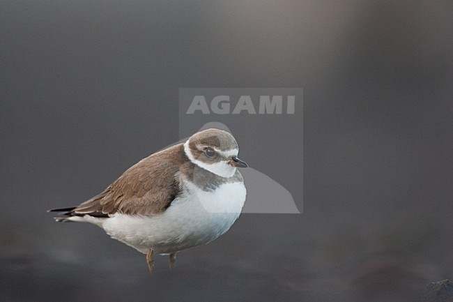Onvolwassen Amerikaanse Bontbekplevier; Semipalmated Plover immature stock-image by Agami/Menno van Duijn,