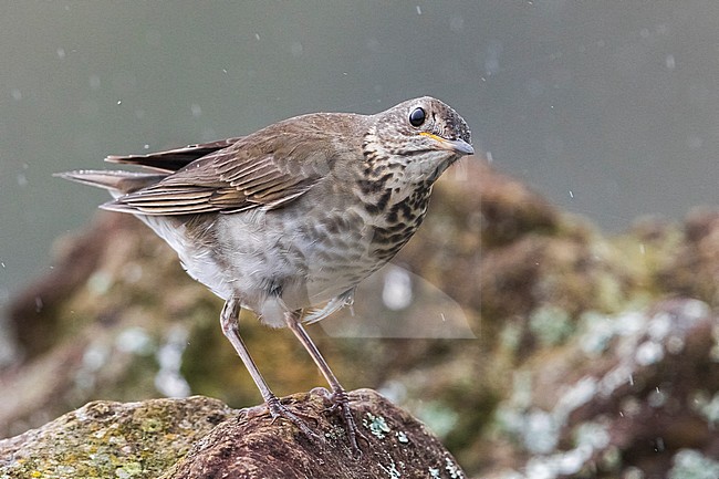 Grijswangdwerglijster, Grey-cheeked Thrush; Catharus minimus stock-image by Agami/Daniele Occhiato,