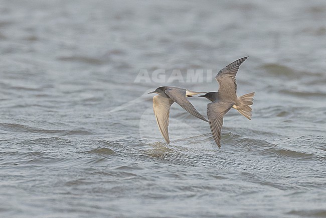 Two Black Terns (Chlidonias niger) in adult summer plumage in flight. stock-image by Agami/David Monticelli,