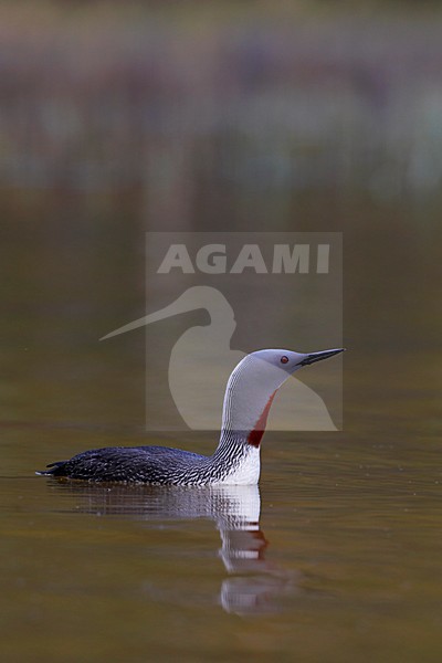 Roodkeelduiker, Red-throated Loon, Gavia stellata stock-image by Agami/Jari Peltomäki,