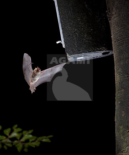 Franjestaart vliegend voor vleermuizenkast, Natterer's Bat flying in front of batbox stock-image by Agami/Theo Douma,