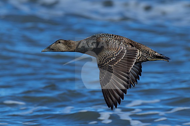 second calendar year female common eider (Somateria mollissima) of subspecies borealis in flight, found at Texel in the Netherlands stock-image by Agami/Mathias Putze,