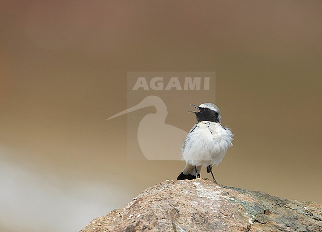 Mannetje Seebohms Tapuit; Male Seebohm's Wheatear (Oenanthe seebohmi) stock-image by Agami/Arie Ouwerkerk,