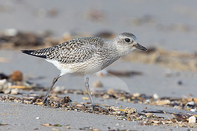 Grey Plover (Pluvialis squatarola), side view of a juvenile standing on the sand, Campania, Italy stock-image by Agami/Saverio Gatto,