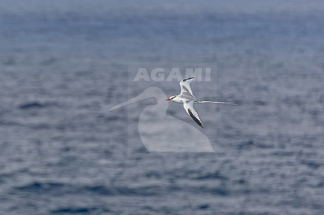 Adult Red-billed Tropicbird (Phaethon aethereus mesonauta) at sea off the Galapagos Islands, part of the Republic of Ecuador. stock-image by Agami/Pete Morris,