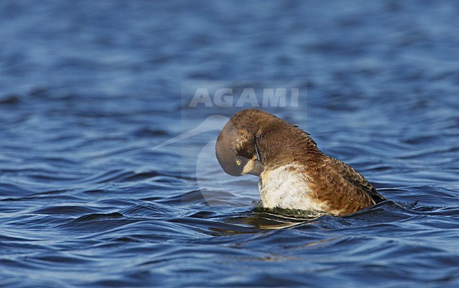 Vrouwtje Topper poetsend; Female Greater Scaup preening stock-image by Agami/Markus Varesvuo,