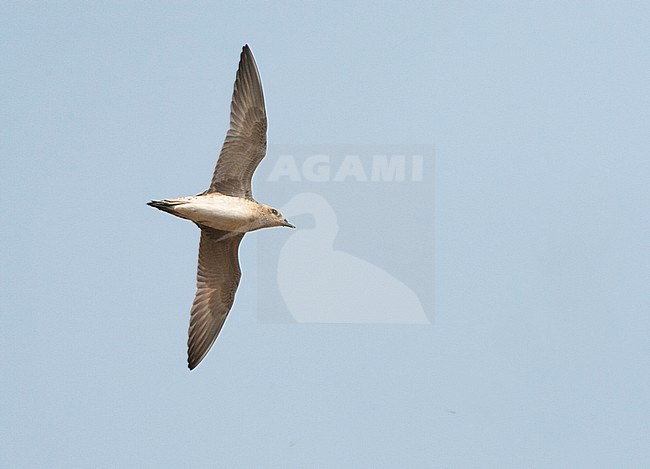 Winter plumaged Pacific Golden Plover (Pluvialis fulva) in flight, seen from below stock-image by Agami/Marc Guyt,