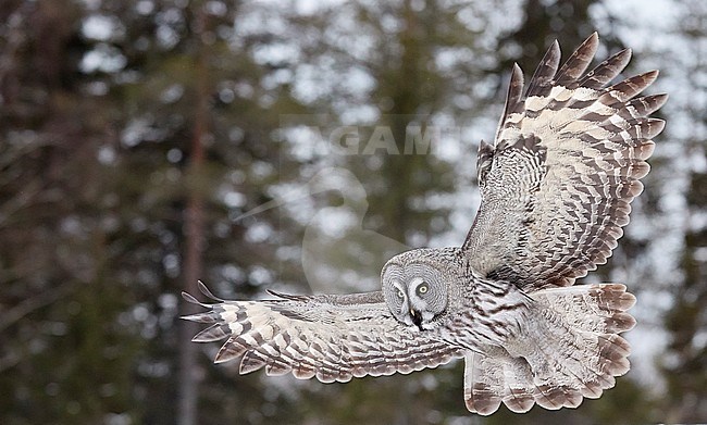 Great Grey Owl (Strix nebulosa) during a cold winter in a taiga forest in northern Finland. stock-image by Agami/Markus Varesvuo,