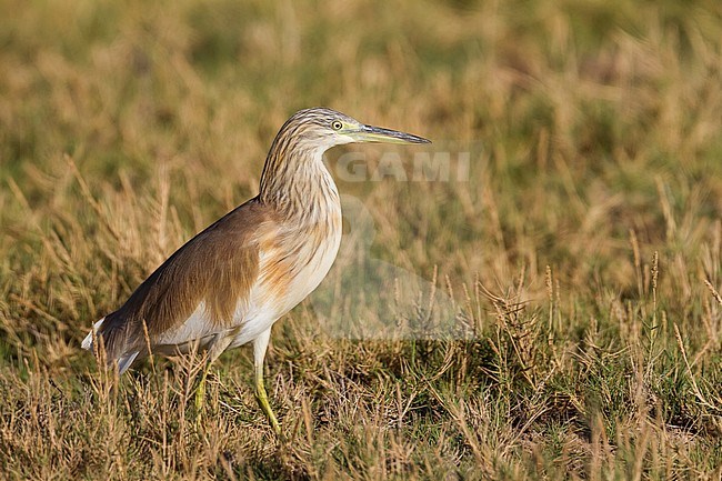 Squacco Heron - Rallenreiher - Ardeola ralloides ssp. ralloides, Oman stock-image by Agami/Ralph Martin,