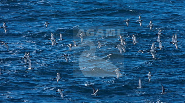 Breedbekprion vliegend; Broad-billed Prion flying stock-image by Agami/Marc Guyt,