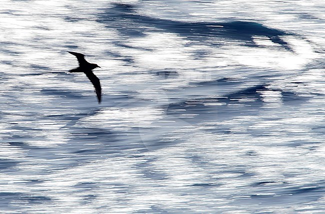 White-chinned Petrel (Procellaria aequinoctialis) flying fast and low above the southern Pacific Ocean off New Zealand. Stunning photograph, made with extreme slow shutterspeed and with backlight. stock-image by Agami/Marc Guyt,