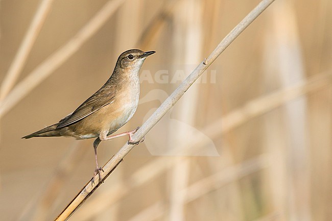 Savis Warbler - Rohrschwirl - Locustella luscinoides, Germany stock-image by Agami/Ralph Martin,