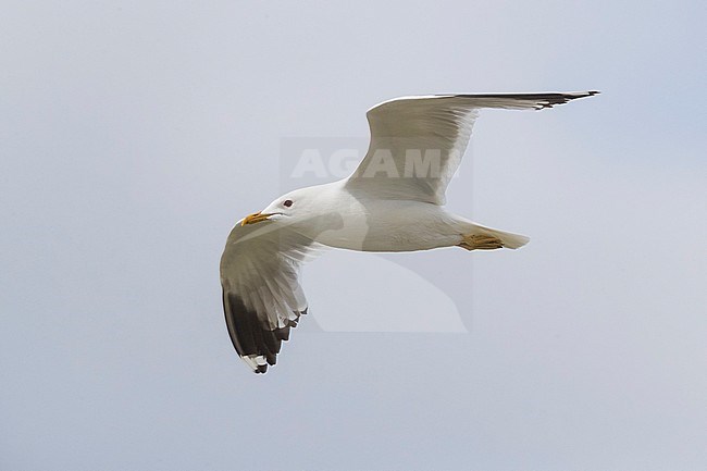 Stormmeeuw ssp heinei; Common Gull; Larus canus heinei stock-image by Agami/Daniele Occhiato,