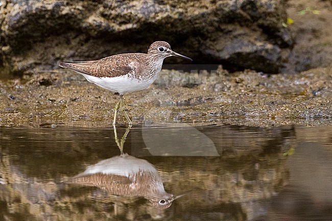 First-winter Solitary Sandpiper (Tringa solitaria) stock-image by Agami/David Monticelli,