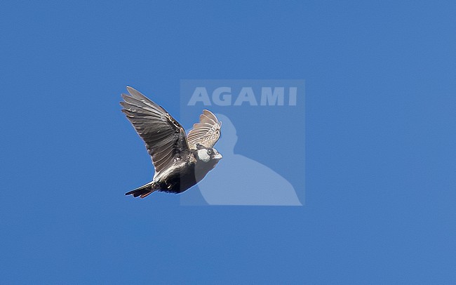 Male Cape Verde Black-crowned Sparrow-Lark (Eremopterix nigriceps nigriceps) flying in Moia Moia, Santiago, Cape Verde. stock-image by Agami/Vincent Legrand,