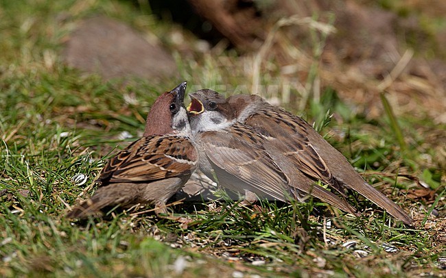 Eurasian Tree Sparrow (Passer montanus), adult feeding juveniles in Holte, Nordsjælland, Denmark stock-image by Agami/Helge Sorensen,